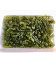 Mořské hrozny "Zelený kaviár" 100g